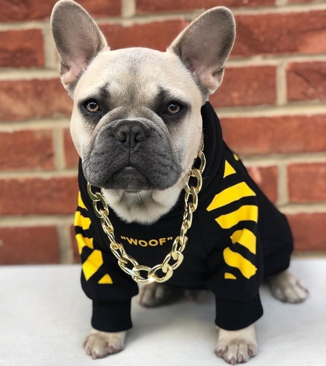 Elevate Your Pet's Style with the Corgi Schnauzer Three-Stripe Dog Sweater