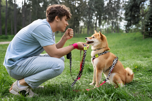 Safe and Reliable Leashes & Harnesses