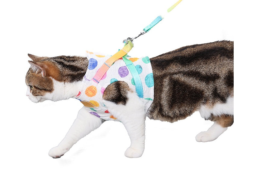 Medium Sized Dog On A Chested Leash