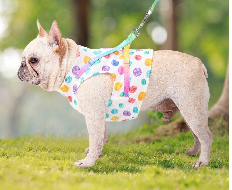Medium Sized Dog On A Chested Leash