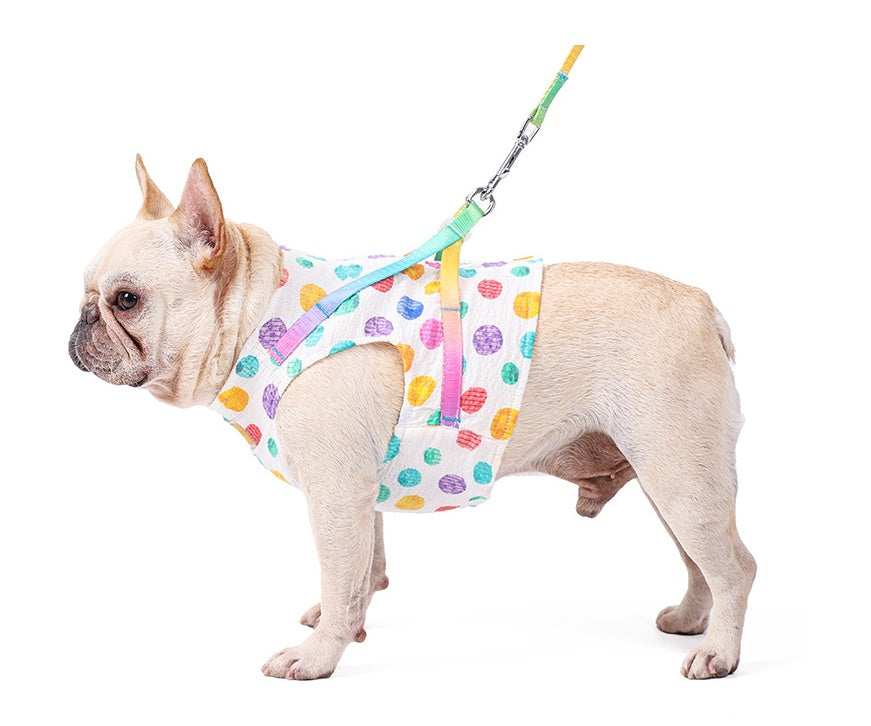 Medium Sized Dog On A Chested Leash