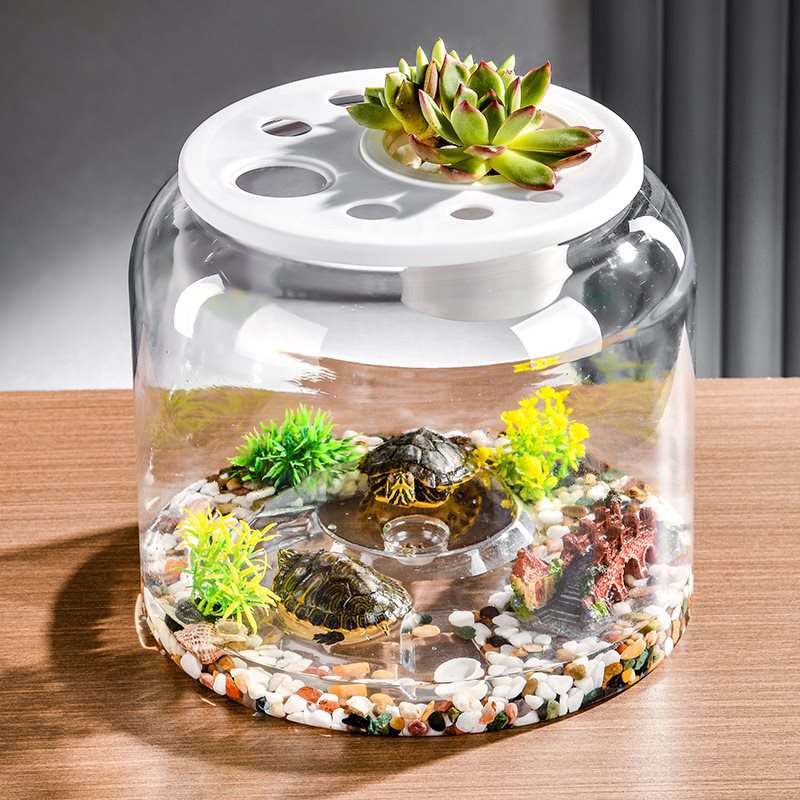 Desktop Landscaping Feeding Fish Tank