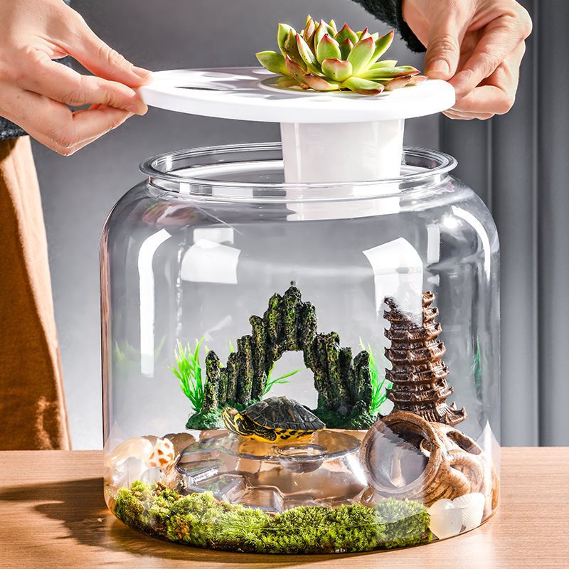Desktop Landscaping Feeding Fish Tank