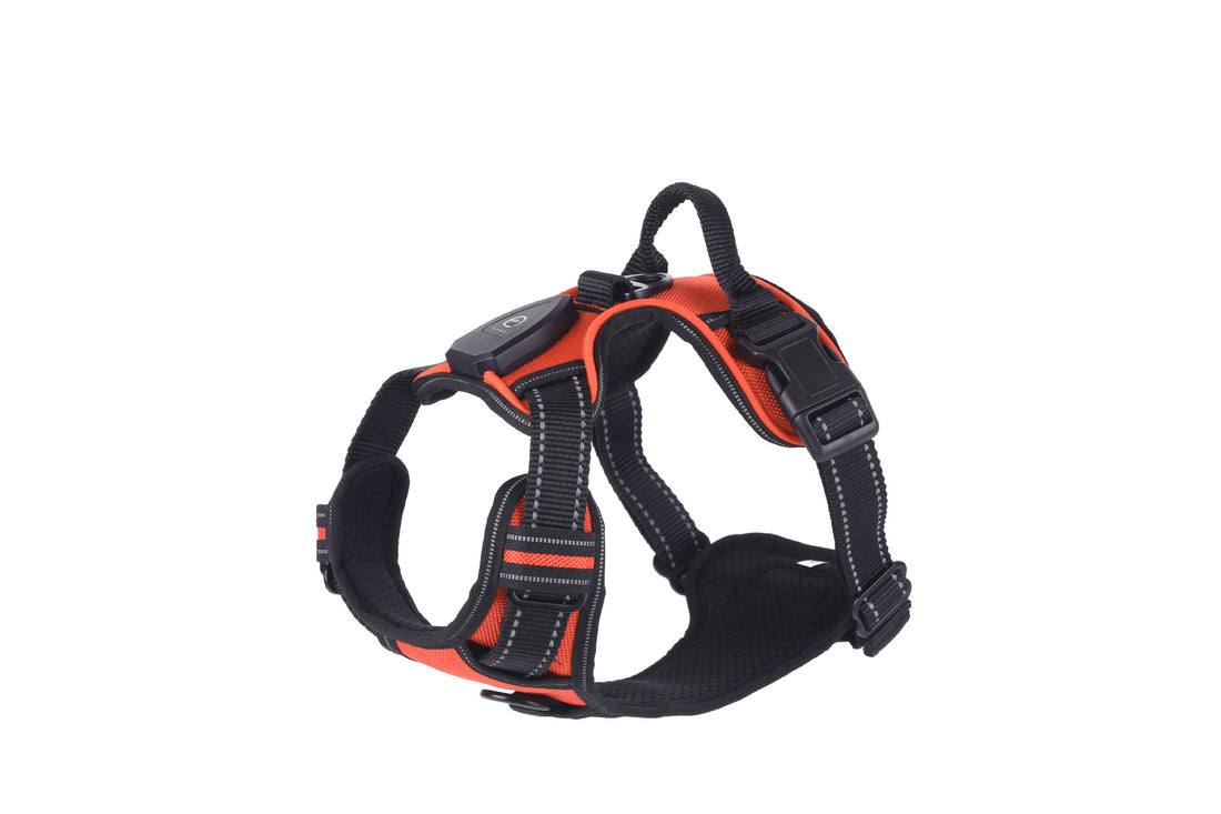 Accident Prevention Adjustable Flash Dogs